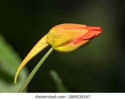 Attēlu rezultāti vaicājumam “Tropaeolum majus bud”