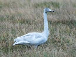 Attēlu rezultāti vaicājumam “Cygnus cygnus juvenile”