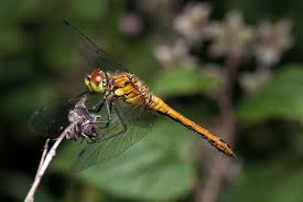 Attēlu rezultāti vaicājumam “Sympetrum sanguineum female”