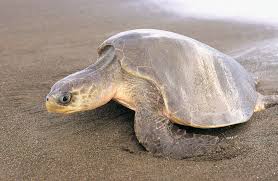 Image result for Lepidochelys olivacea