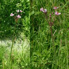 Attēlu rezultāti vaicājumam “Butomaceae”