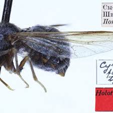 Attēlu rezultāti vaicājumam “Gelechia jakovlevi”