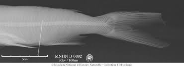 Image result for Bagre marinus