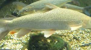 Image result for Barbus barbus