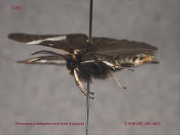 Attēlu rezultāti vaicājumam “Parasemia plantaginis male”