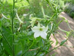 Attēlu rezultāti vaicājumam “Nicotiana tabacum flower”