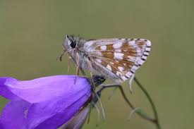Attēlu rezultāti vaicājumam “Pyrgus serratulae upperside”