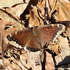 Attēlu rezultāti vaicājumam “Nymphalis antiopa underside”