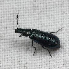 Attēlu rezultāti vaicājumam “Dasytes caeruleus”