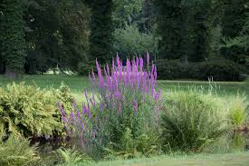 Image result for Blutweiderich