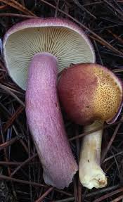 Attēlu rezultāti vaicājumam “Tricholomopsis rutilans”