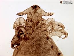 Attēlu rezultāti vaicājumam “Licea pygmaea sessile”