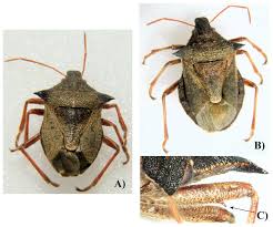 Attēlu rezultāti vaicājumam “Picromerus bidens”