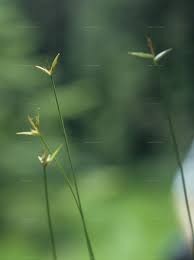 Attēlu rezultāti vaicājumam “Carex pauciflora”