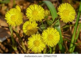 Attēlu rezultāti vaicājumam “Tussilago farfara flower”