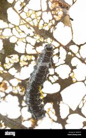 Attēlu rezultāti vaicājumam “Agelastica alni larva”