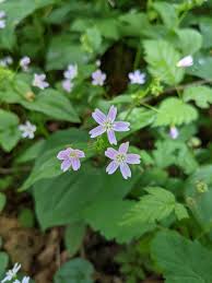 Attēlu rezultāti vaicājumam “Claytonia sibirica flower”