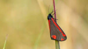 Attēlu rezultāti vaicājumam “Nithecus jacobaeae”