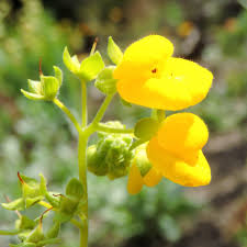 Image result for Calceolaria