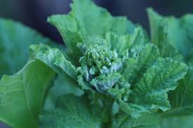 Attēlu rezultāti vaicājumam “Alcea rosea bud”