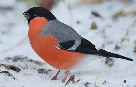 Attēlu rezultāti vaicājumam “Pyrrhula pyrrhula”