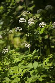 Attēlu rezultāti vaicājumam “Aegopodium podagraria flower”