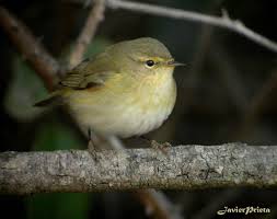 Image result for Phylloscopus ibericus