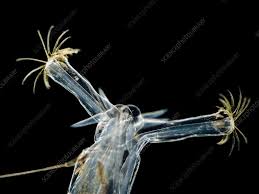 Attēlu rezultāti vaicājumam “Chironomidae imago”