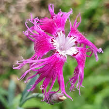 Image result for Dianthus superbus