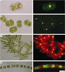 Attēlu rezultāti vaicājumam “Chlorophyta”