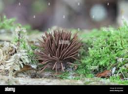 Attēlu rezultāti vaicājumam “Stemonitis axifera”