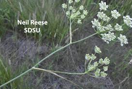 Attēlu rezultāti vaicājumam “Epirranthis diversata upperside”