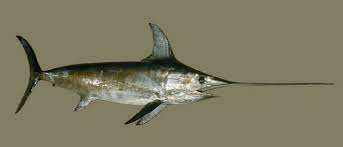 Image result for Xiphias gladius