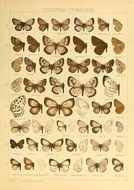 Attēlu rezultāti vaicājumam “Maculinea alcon underside”