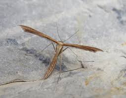 Attēlu rezultāti vaicājumam “Stenoptilia pterodactyla”