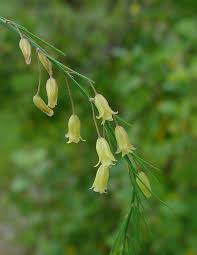 Attēlu rezultāti vaicājumam “Asparagus officinalis”