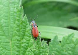 Attēlu rezultāti vaicājumam “Anthocomus rufus”