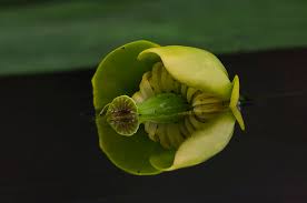 Attēlu rezultāti vaicājumam “Nuphar lutea fruit”