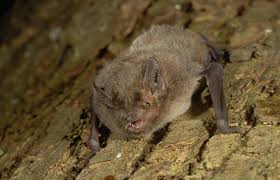 Attēlu rezultāti vaicājumam “Pipistrellus nathusii”