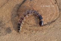 Attēlu rezultāti vaicājumam “Raphidioptera larva”