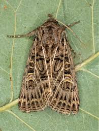 Attēlu rezultāti vaicājumam “Tholera decimalis”