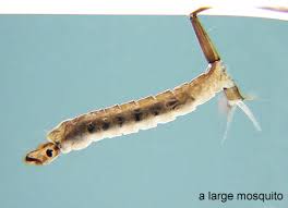 Attēlu rezultāti vaicājumam “Cystiphora sanguinea larva”