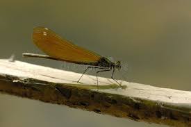 Attēlu rezultāti vaicājumam “Calopteryx virgo female”