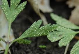 Attēlu rezultāti vaicājumam “Ochropsora ariae”