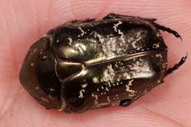 Attēlu rezultāti vaicājumam “Liocola lugubris”