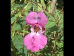 Attēlu rezultāti vaicājumam “Impatiens glandulifera fruit”