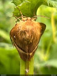 Attēlu rezultāti vaicājumam “Diderma ochraceum macro”