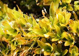 Attēlu rezultāti vaicājumam “Encalypta streptocarpa”