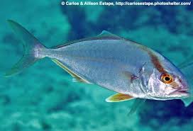 Image result for Seriola dumerili