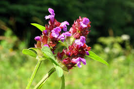 Attēlu rezultāti vaicājumam “Prunella vulgaris”